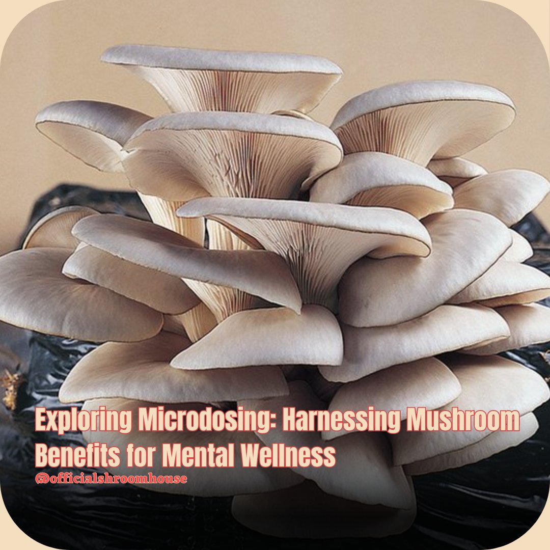 Discover the gentle yet profound impact of microdosing mushrooms on mental wellness. 🍄✨ Explore a journey towards emotional balance, mindfulness, and self-discovery. #MicrodosingMushrooms #MentalWellness #PsychedelicTherapy #selfcare