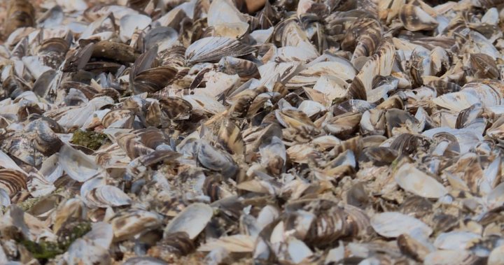 Zebra mussels may prompt closure of national park lake, Manitoba government says dlvr.it/T5J93R