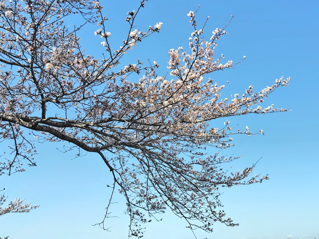 登米市某所の桜の様子🌸
明日あたりは満開？