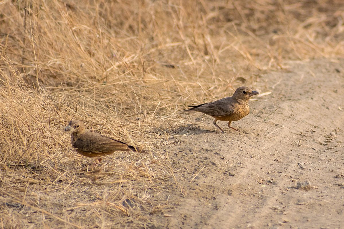 Rufous-tailed Lark

#Photography
#PhotoOfTheDay
#InstaPhoto
#PicOfTheDay
#CaptureTheMoment
#VisualArt
#PhotographerLife
#ArtOfVisuals
#Exposure
#VisualStorytelling
#PhotoLife
#ThroughTheLens
#Snapshot
#PerfectShot
#FocusOnTheGood
#Shutterbug
#PhotoMagic
#FrameItUp
#PhotoJunkie