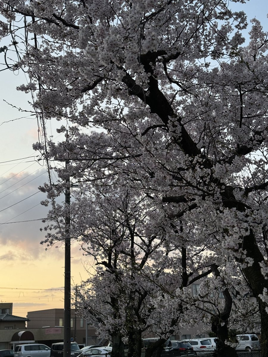 Seijeep's tweet photo. 天気��いしお花見🌸行きたいなー
ちょこっと仕事してから行こー♬ https://t.co/bLYvcyb2rC