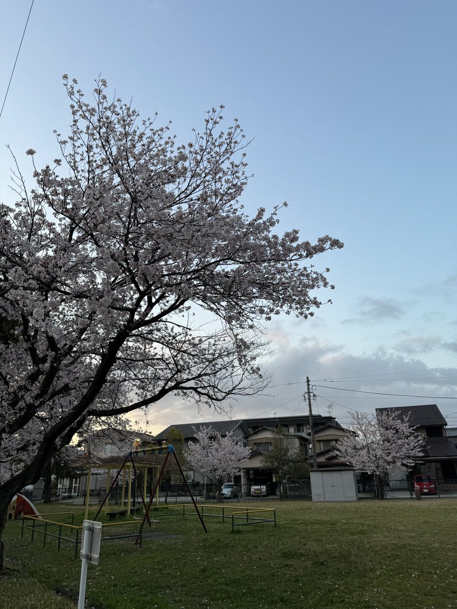 Seijeep's tweet photo. 天気��いしお花見🌸行きたいなー
ちょこっと仕事してから行こー♬ https://t.co/bLYvcyb2rC