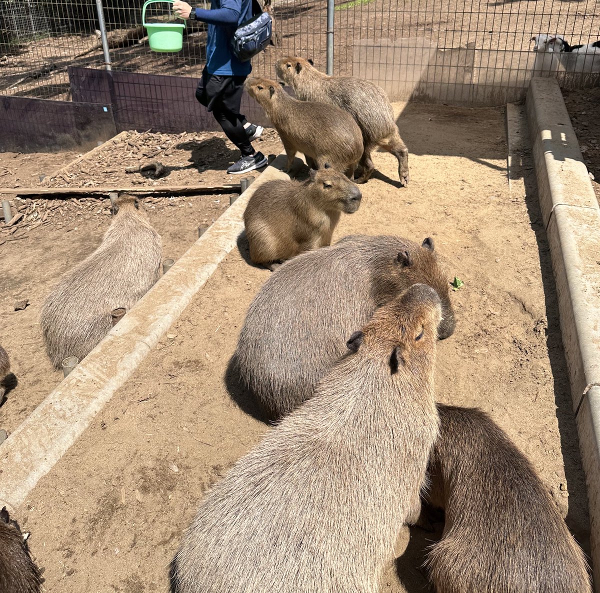 石岡ファームのカピバラに集られて退散する旦那
#カピバラ　#Capybara
