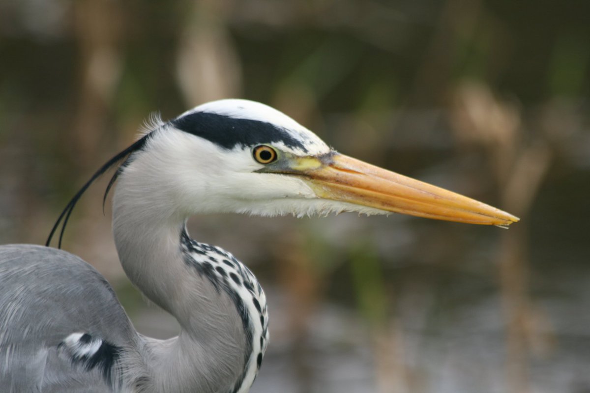 #picoftheday We Have The Grey Heron.. @ladycultreboot @PennineThe @FionaGrahame @raiphsays @staithesartist @MarySummer1966 @pilaraymara @GREIGEXVS1300A @moleatthedoor @mrs_counter @Catrionareids @JohnDowson66 @fairynuff1979 @ArgyllSeaGlass @weestie97 @cee4cat @defiaye @itsDaibhi