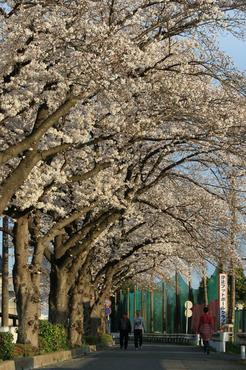 metisyashio's tweet photo. グループホームのある八潮市古新田地区の桜です。#障がい者支援 #障がい福祉 #グループホーム #就労支援施設 #就労継続支援b型 #生活介護支援 #SDGs #八潮市の桜 #大場川 #canonphotography #7dmk2 https://t.co/nQ87IvRtbQ