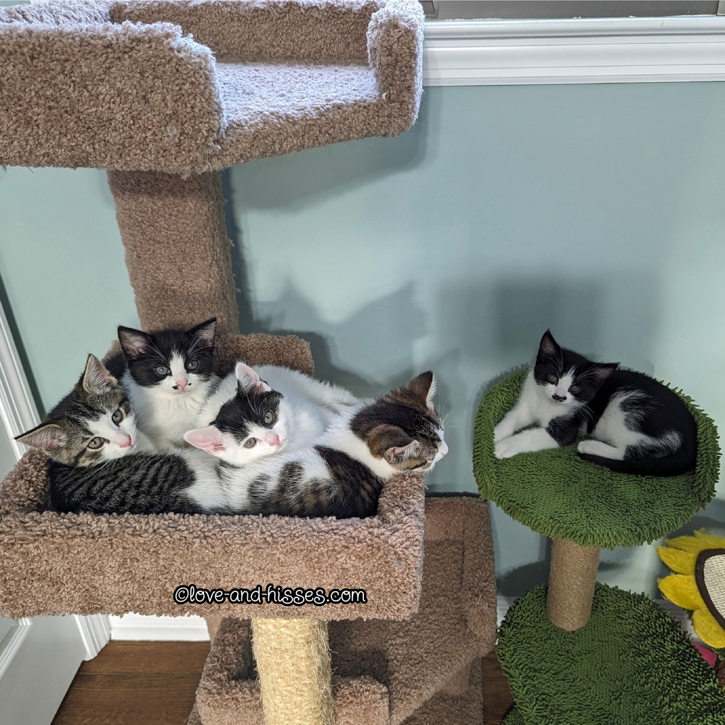 Good night innernets, from all the Crumbs kittens. (From left: Pumpernickel, Babka, Pita, Crouton, and Ciabatta.)