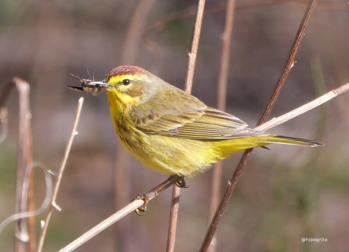 One of the first warblers that we get over here in migration time is the Palm Warbler. 
Northport, Long Island, NY

#birding #birds #birdwatching