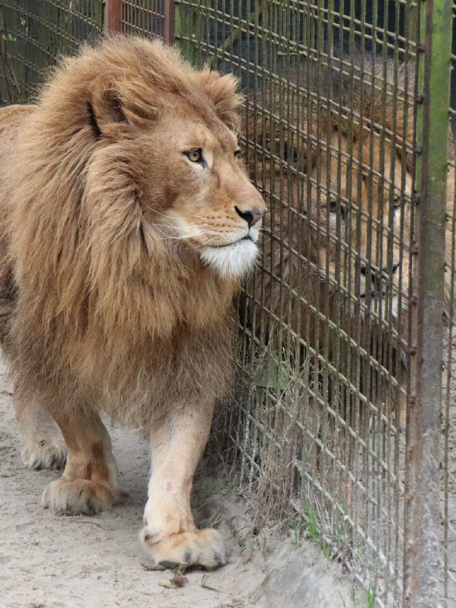 Since the team at FELIDA Big Cat Sanctuary moved Simba next to the enclosure of Bobby, an unexpected bond started forming which has surprised everyone! Bobby & Simba have found companionship in each other's presence, and we're so happy to see them flourish from this contact. 🧡