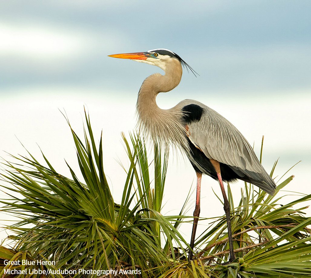 Not all Great Blue Herons migrate. Many residing along the Pacific Coast will stay there year-round. Learn more in our guide: bit.ly/32uaezI