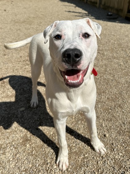 Salazar has our Wednesday Wish List! - Bleach (not scented or splashless) - Pill Pockets for dogs - Purina Puppy Chow - Gallon Ziplock bags - Wite-Out pens - Paper towels - Soft dog treats tinyurl.com/CHAAmazonWishL…. #chaanimalshelter