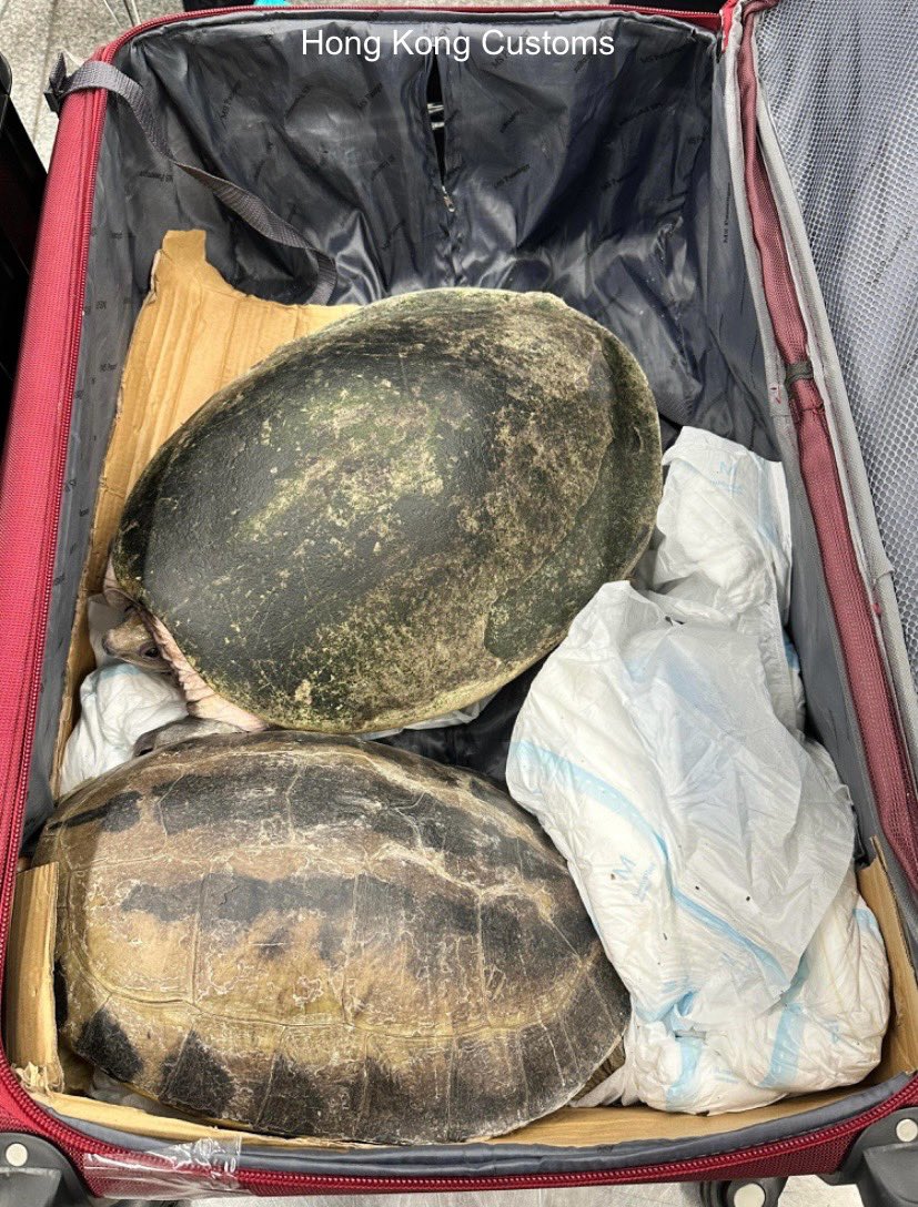 A man who travelled from Malaysia to Hong Kong was arrested with 63 turtles and tortoises in his checked bag. He was in transit, heading to the Philippines. customs.gov.hk/en/customs-ann…