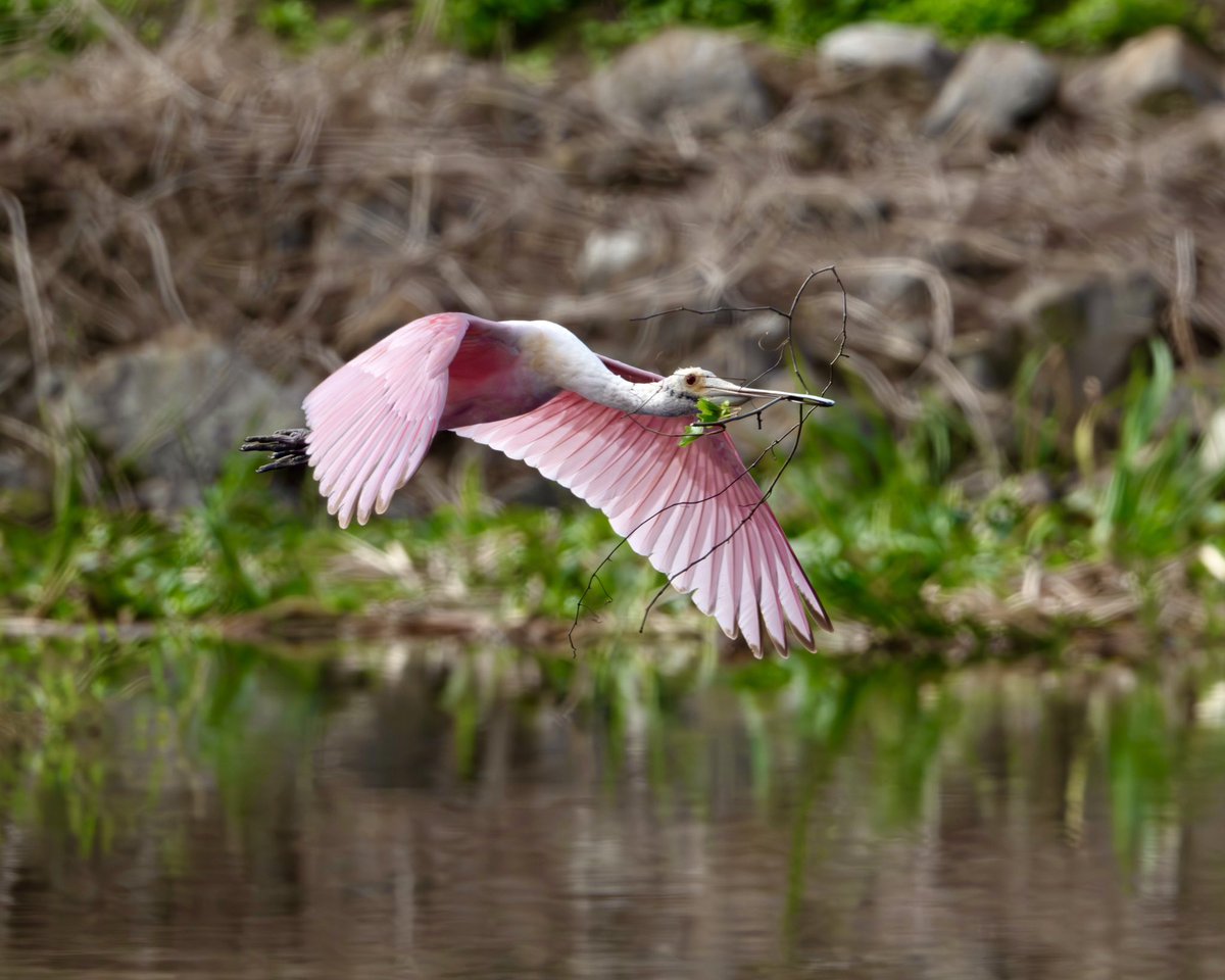Roseate Spoonbill
Must be his first season getting sticks. He isn’t bald yet and has some black wing tips.