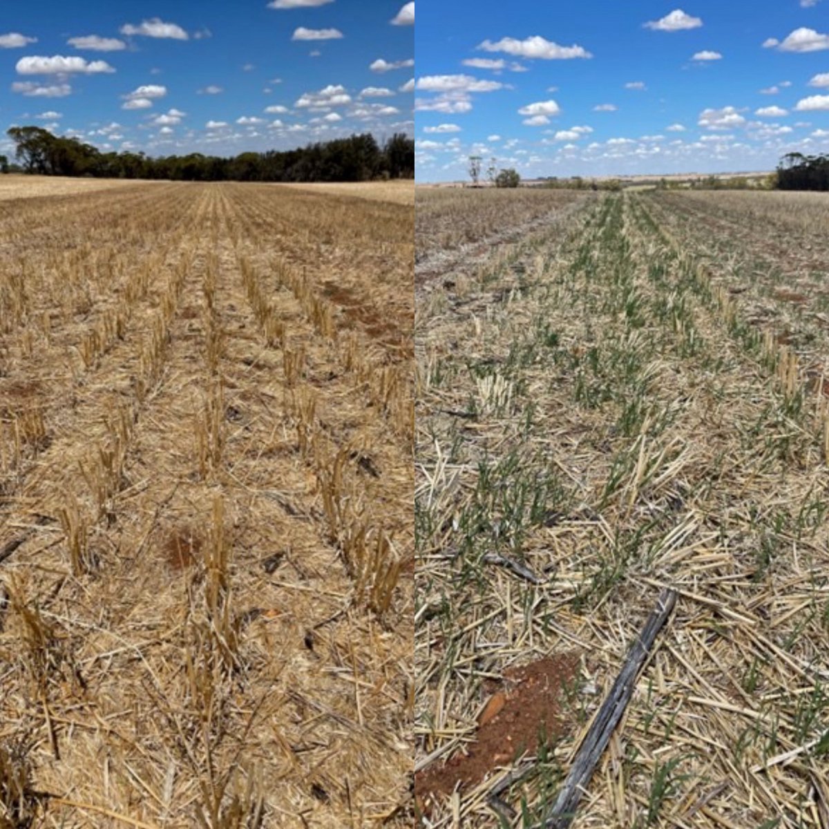 Farmer feedback out of West Australia. 
Same Field, 2 Combines, one without a Mill, the other running a Redekop SCU.  Volunteer growth after summer rain is under control. Great result.
#HWSC <a href="/WeedSmartAU/">WeedSmart</a>