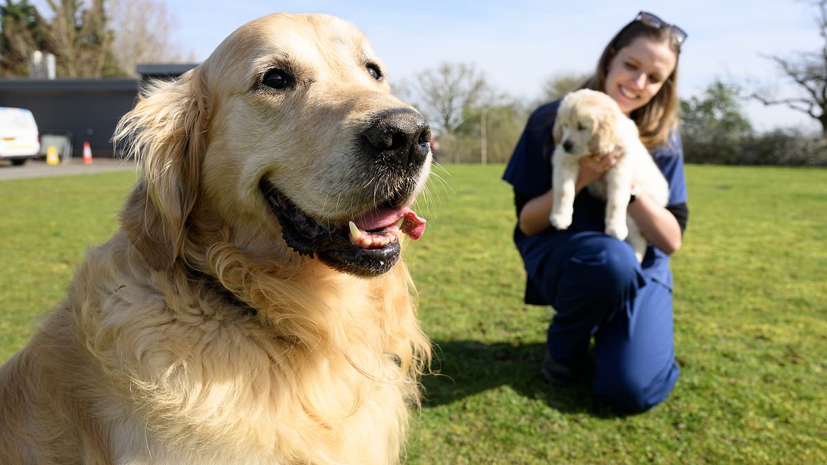 Golden retriever named Trigger who fathered 300 guide dog puppies in 39 litters finally retires trib.al/7Jc6DQX