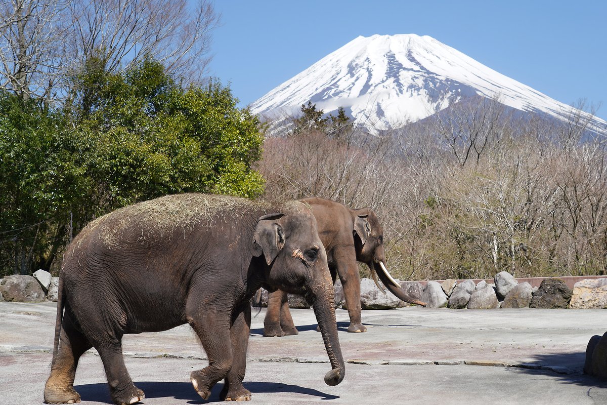 暖かさで雪解けも進む･･･
富士山は、春の装いへ 🗻

#富士山ビューポイント
#富士サファリパーク　
fujisafari.co.jp/park/fujiview/…