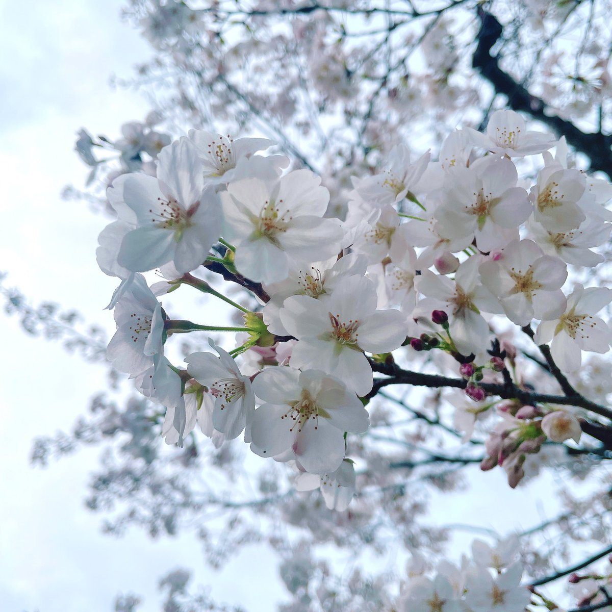 runrun252525run's tweet photo. この前万博記念公園で撮ったやつ見て欲しいんだよね🤭

#写真好きな人と繋がりたい
#カメラ好きな人と繋がりたい
#ファインダー越しの私の世界
#TLを桜でいっぱいにしよう https://t.co/X7sUDa5Myr
