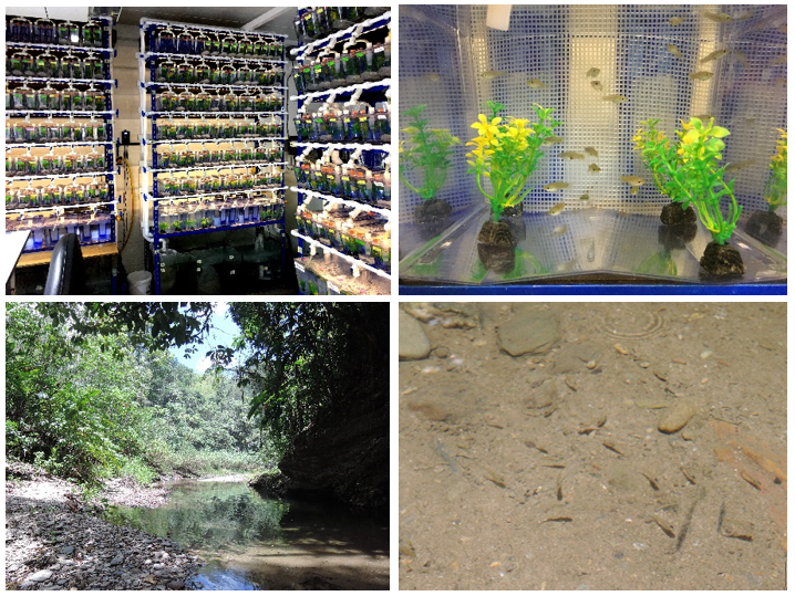 Anja Felmy (@anjafelmy) on Twitter photo So excited to announce a #PhDposition in my new group at <a href="/lunduniversity/">Lund University</a>! Apply if you’re interested in studying the ecology and evolution of phenotypic plasticity in #TrinidadianGuppies 🐟!
Info & applications here: lu.varbi.com/en/what:job/jo…
Please RT! So excited to announce a #PhDposition in my new group at <a href="/lunduniversity/">Lund University</a>! Apply if you’re interested in studying the ecology and evolution of phenotypic plasticity in #TrinidadianGuppies 🐟!
Info & applications here: lu.varbi.com/en/what:job/jo…
Please RT!