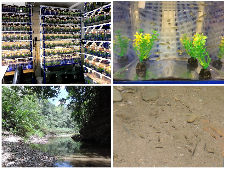 So excited to announce a #PhDposition in my new group at @lunduniversity! Apply if you’re interested in studying the ecology and evolution of phenotypic plasticity in #TrinidadianGuppies 🐟! Info & applications here: lu.varbi.com/en/what:job/jo… Please RT!