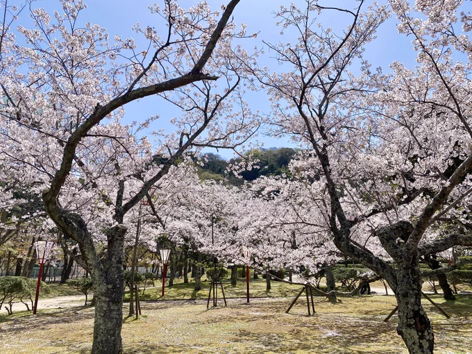 やっと見に行けた散り始めてたけどヒラヒラ花びら散るのも綺麗だったよ。 