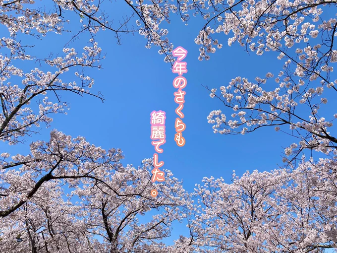 やっと見に行けた散り始めてたけどヒラヒラ花びら散るのも綺麗だったよ。 