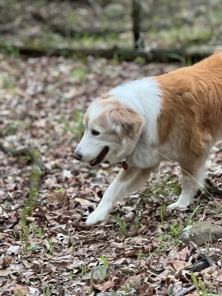 NESR Jed, offroading his own way west of our pond shore.