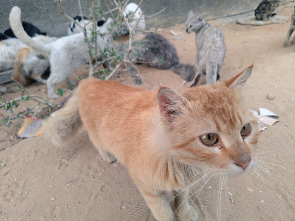 LoverHomeless's tweet photo. 🐈🙏💔🇵🇸🫂🇵🇸😔https://t.co/FGNeMbqgPp🙏🥺🫂🙏💔 https://t.co/rNklfGG26I