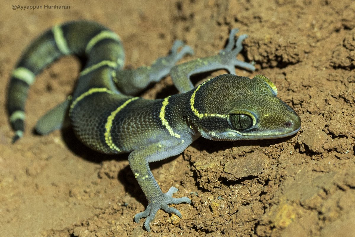 Deccan Banded Gecko. Pic from Phansad WLS. #IndiAves #BBCWildlifePOTD #ThePhotoHour #natgeoindia #SonyAlpha @maha_tourism