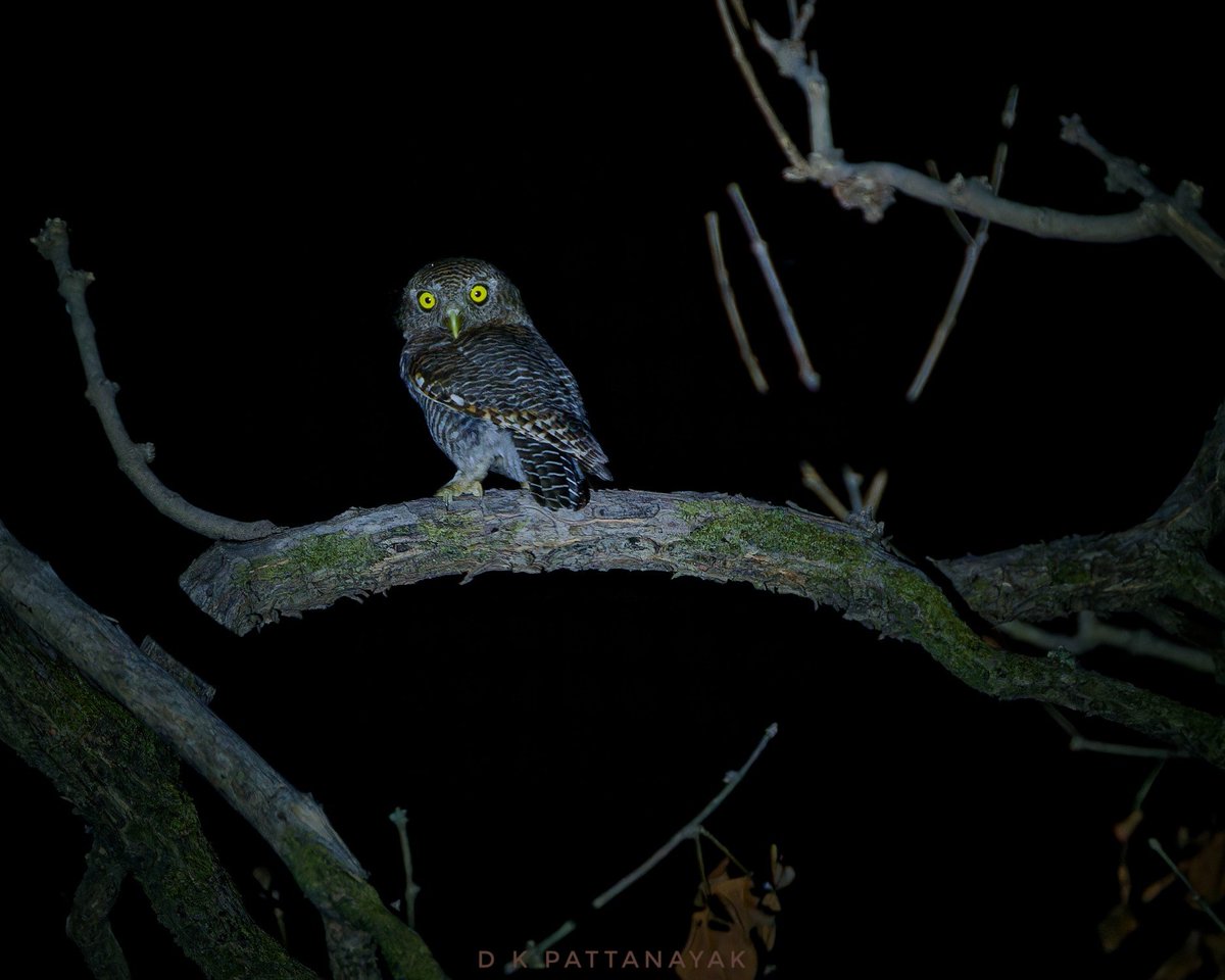 Jungle Owlet (Glaucidium radiatum) spotted on night safari in the buffer zone of #Pench National Park #MadhyaPradesh #india. #IndiAves #ThePhotoHour #BBCWildlifePOTD #natgeoindia