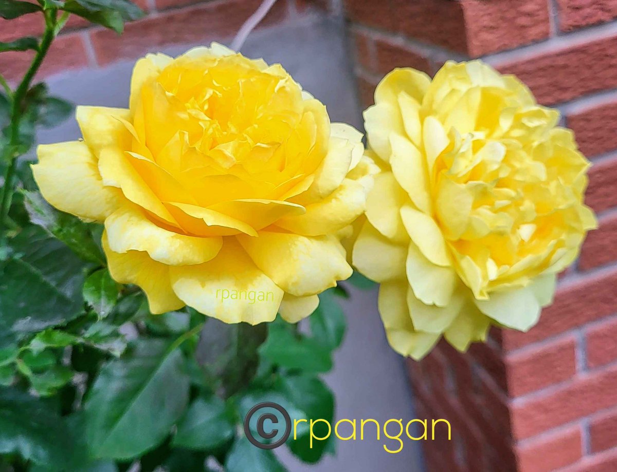 Brilliant yellow Rosa Sunsprite in the garden last year. Can't wait to see them again! 💛💛😍 Happy #RoseWednesday .
#MyGarden #GardeningTwitter #garden #roses #yellowroses #yellowflowers #Spring2024