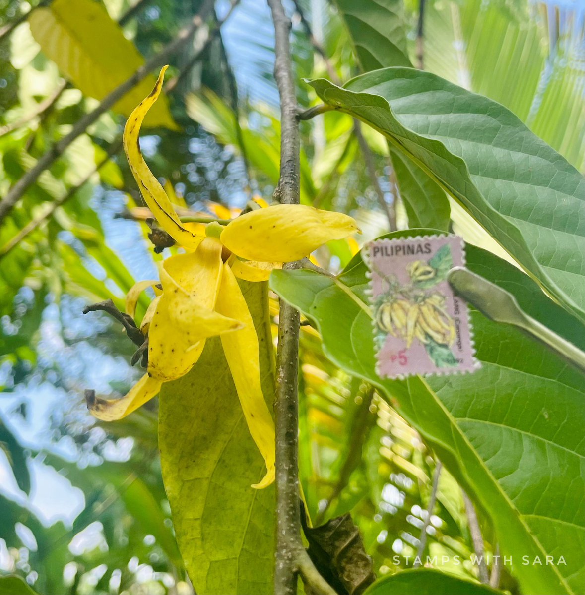 Common name: Ylang-ylang
Scientific name: Cananga odorata
Country             : Philippine 
Year.                   : 1992
#stampswith_sara #XtremePhilately #ylangylang #Cananga #Philippines #stamps