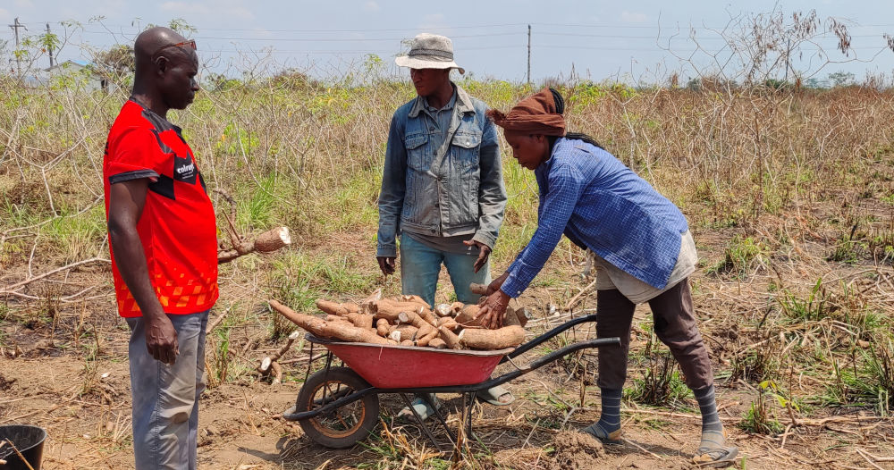 En République du Congo, des experts agricoles chinois ont sélectionné deux variétés de manioc à haut rendement et bien adaptées aux conditions climatiques locales.