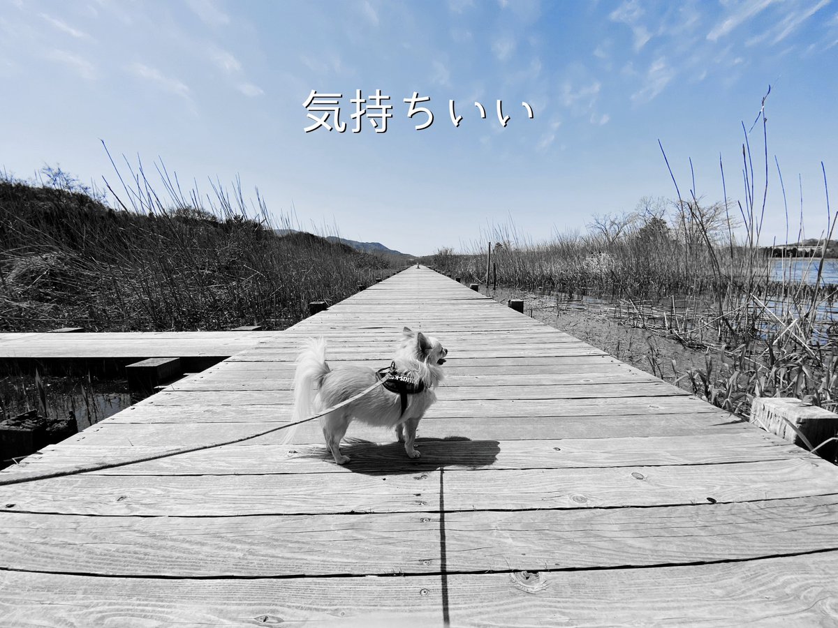 🚶‍♂️🐕#犬散歩