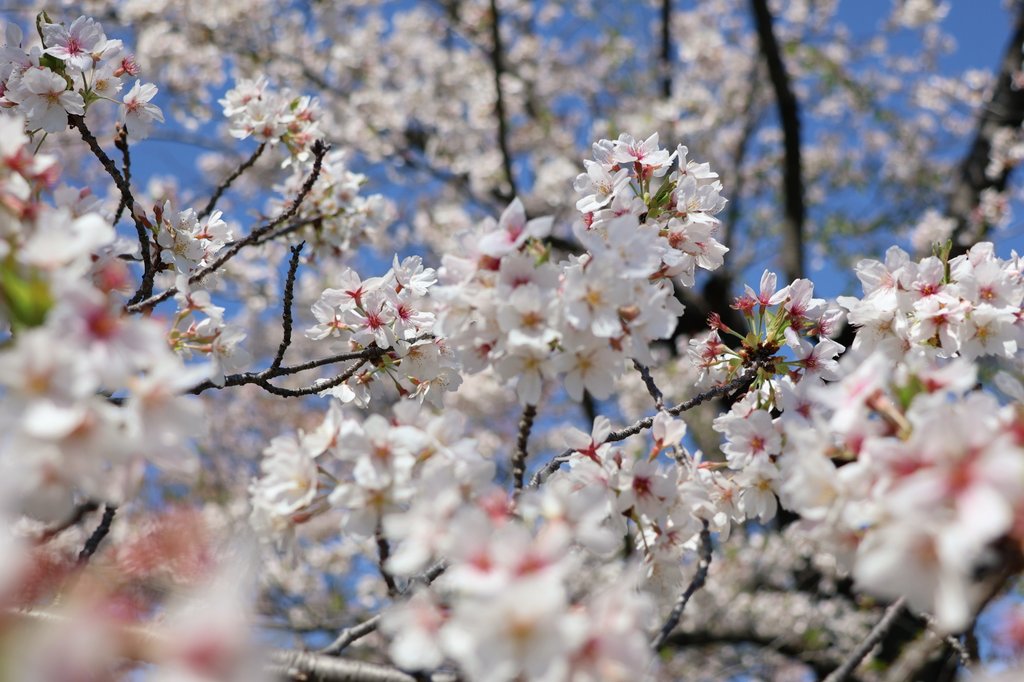 ichietakada's tweet photo. ようやくBackが青🟦
しかし満開は過ぎ‥🌸
儚き桜よ
#桜 #ソメイヨシノ #イマソラ #ファインダー越しの世界 #花見日和 #桜2024 #さくら2024 #canonphotography #eos10 https://t.co/SZjhJrg31U