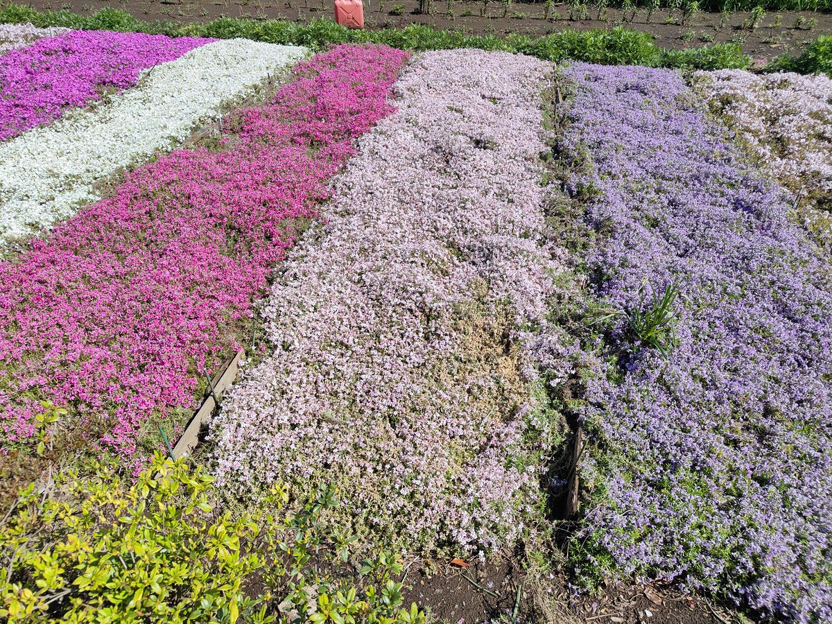 toripii20's tweet image. 今日は快晴！
ジョギング🏃‍♂10キロRUN😊