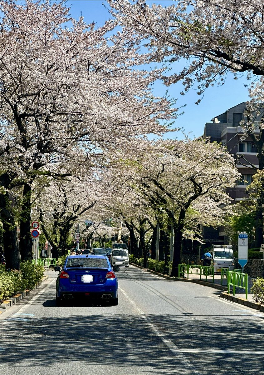 🌸きのうの風雨に耐えた🌸

インスタかよ