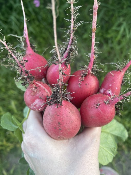 (Almost) last radishes of the season ☺️ https://t.co/mZoePrPyhM<a href="/tag/maybloom"class="tags"><span>#maybloom</span></a>