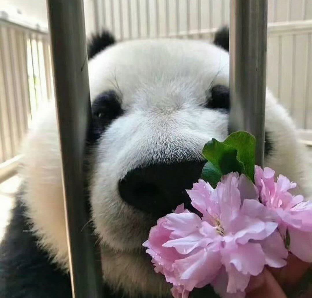 amorahim_ir's tweet image. عیدتون مبارک💐🍃