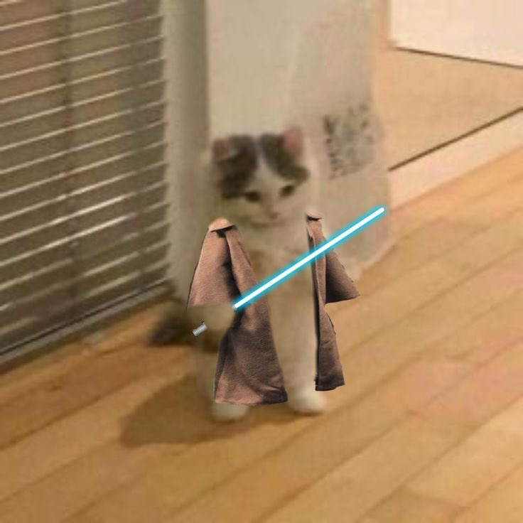 MAROO1__'s tweet photo. The force is strong with this one $michi https://t.co/lHs2wsmI1B