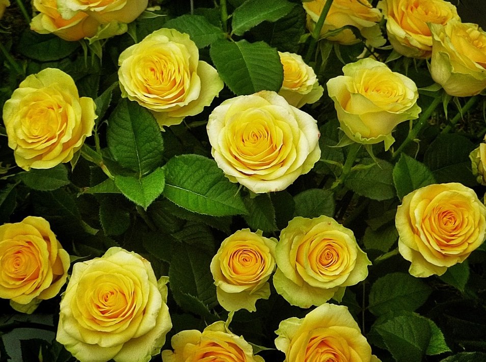 'A beautiful Wednesday morning greets you with an abundance of yellow roses, their soft scent filling the air with warmth and joy. May this day be filled with radiant moments that make your smile shine' Have a beautiful day everyone 🌹☀️🎶