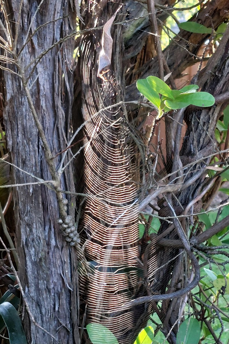 Just a slice of this spider web is shimmering in the early morning light as the sunrays shine through a narrow gap in the callistemon tree in the backyard jungle at #HeathcoteNSW #Sydney #NewSouthWales #Australia #nature #WildOz I