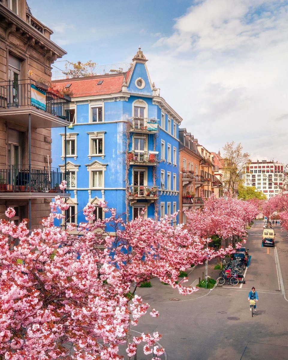 Zurich, Switzerland 🇨🇭 Pops of pink blossoms dot the streets of Zurich in Spring. What is your favorite part of Switzerland? 📸 maximmosk