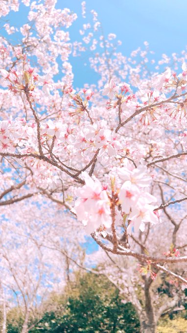 「ぼかし 桜」のTwitter画像/イラスト(新着)｜5ページ目