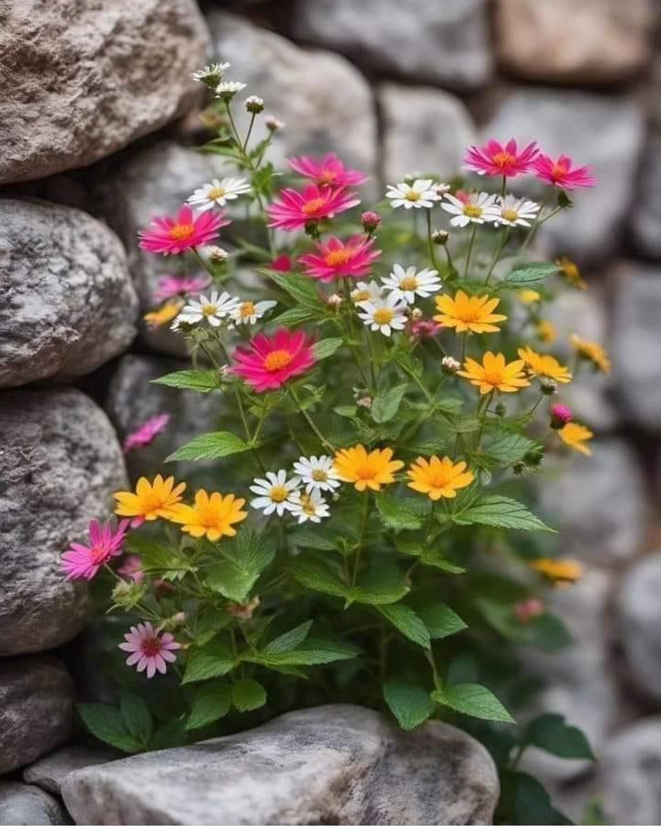 Herkese hayırlı, mutlu, huzurlu bayramlar diliyorum 🌼🍀