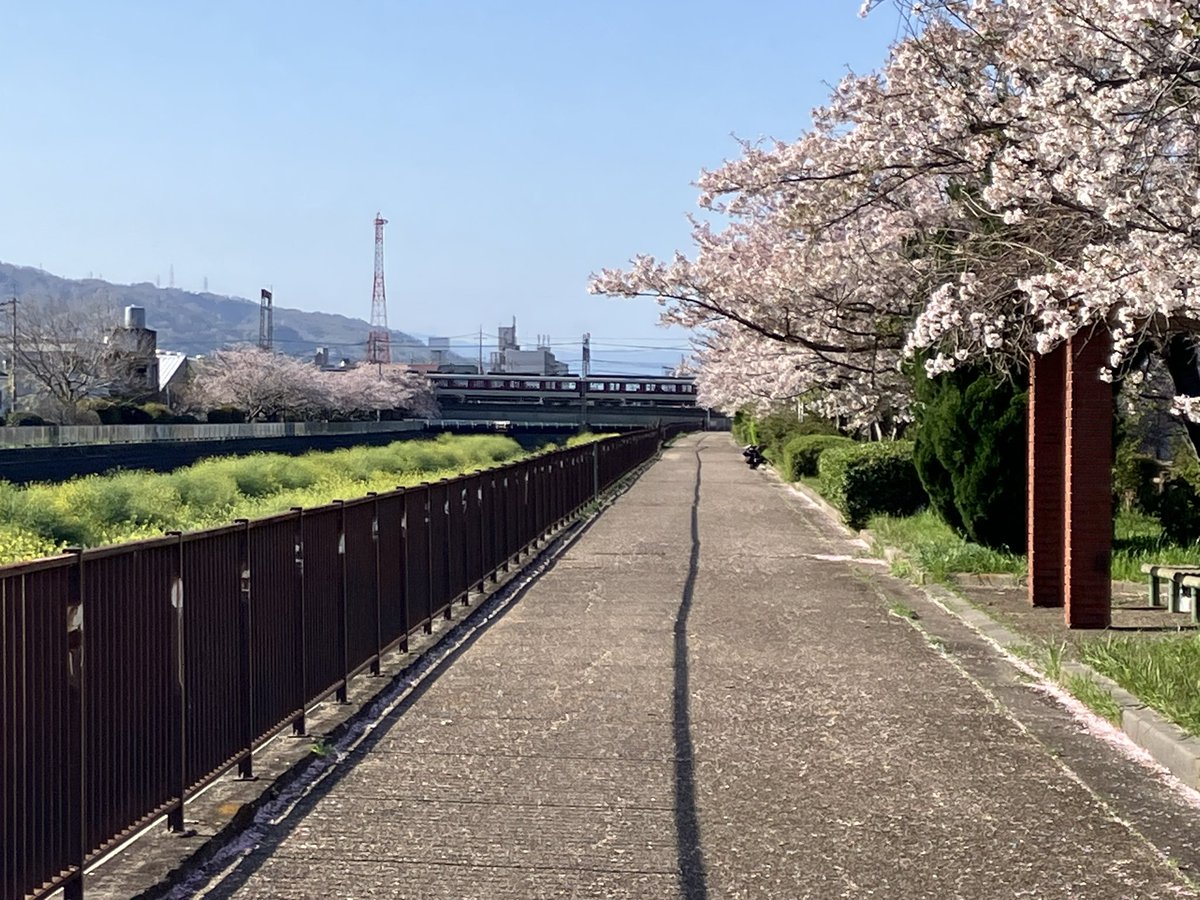 『舞ちゃんの通学路の桜並木』

春からの職場に近かったので出勤前に行ってきました！
前日一日中雨が降っていたので散っていないか心配でしたが、ほぼ満開の美しい桜が咲き誇っていました🌸

ここへ来るともう一周舞いあがれを観たくなってしまいますね✈️

#舞いあがれ