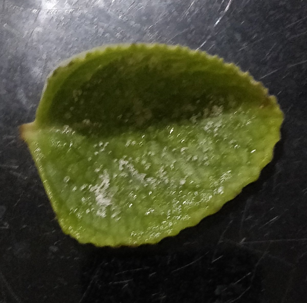 Try savouring this Doddapatre sprinkled with salt. .... Heavenly to taste. In addition it removes bad odour in mouth, fights phlegm, cough & cold, improves digestion.