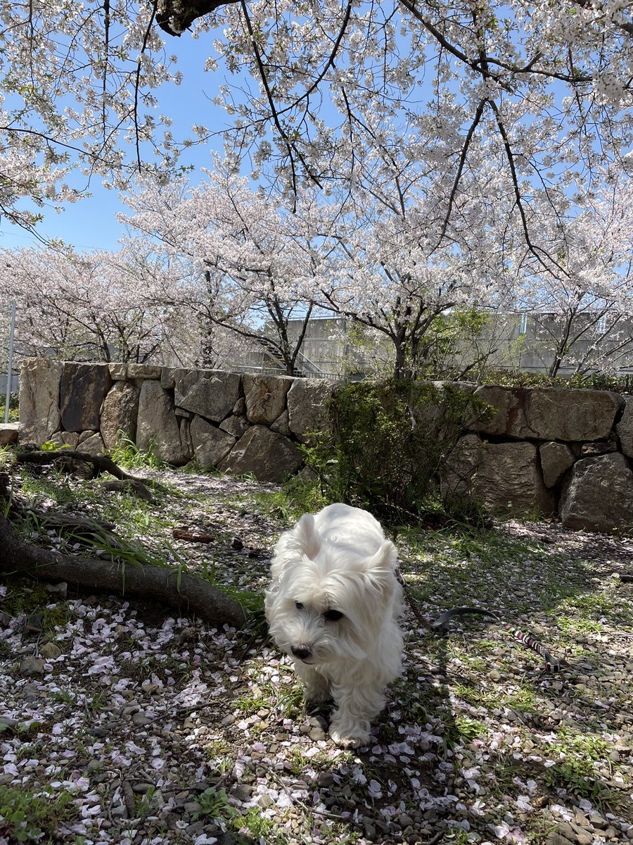 nasuke03's tweet image. いい天気
今日も一日ご安全に😊