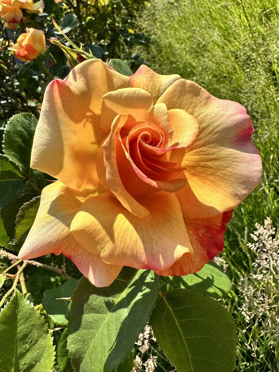 Good morning everyone happy Wednesday, have the best day possible wherever you are #RoseWednesday from my archives on a lovely sunny day, hopefully not too long for this year’s bloom😊#BeKindAlways #PeaceAndLove #gardening @X