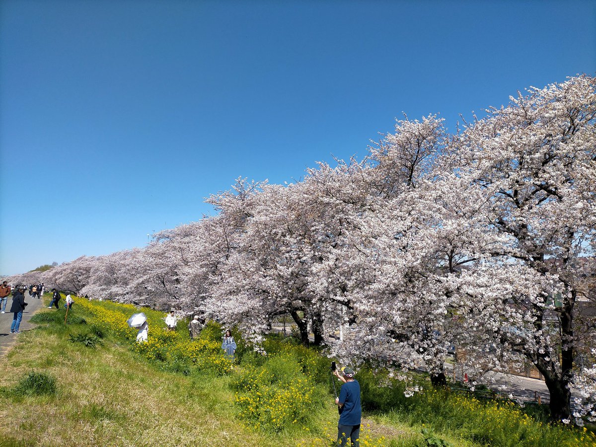 天気良き良きです✨

#桜
#サクラ
#熊谷桜堤