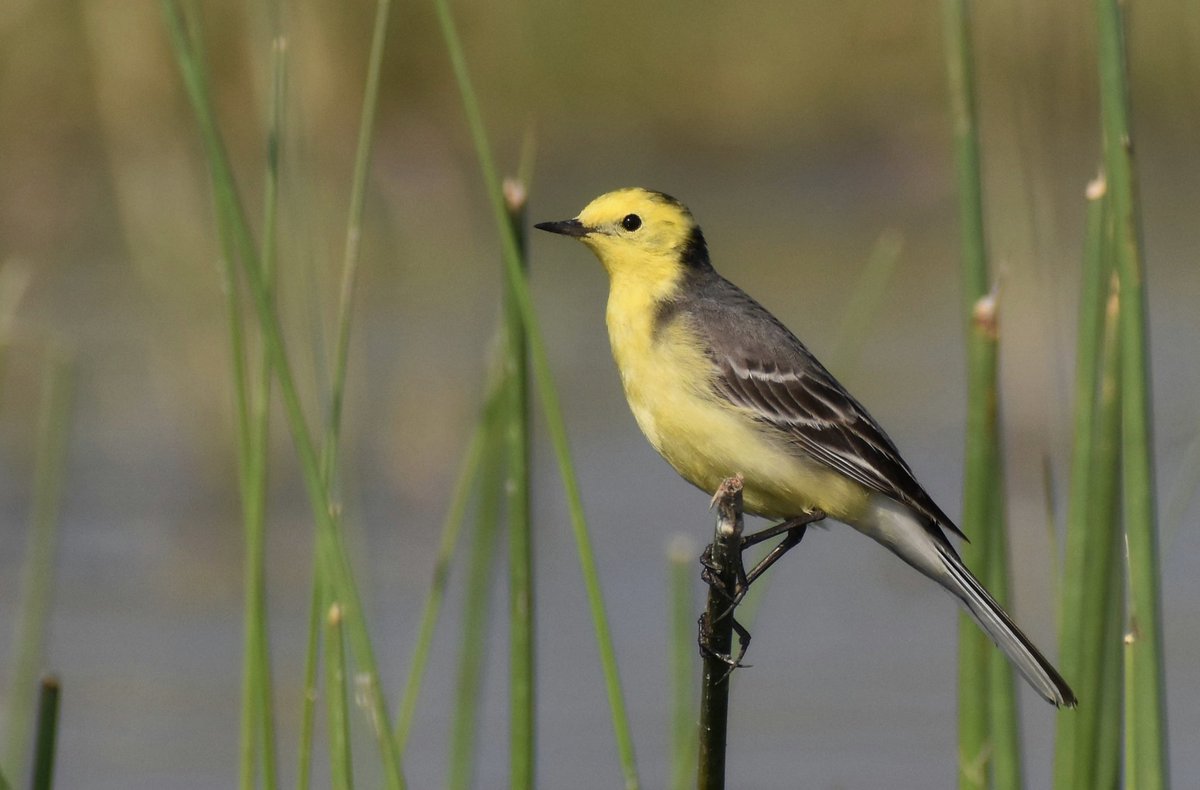 Share a photo with colour yellow from your gallery Citrine wagtail #IndiAves