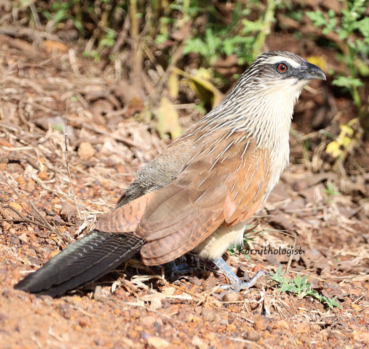 The White Browed Coucal
#BirdsSeenIn2024 #Kenya @Britnatureguide @mybirdcards @birdsoftheworld #ThePhotoHour #IndiAves #BBCWildlifePOTD #TwitterNatureCommunity #popphotooftheday #BirdsOfTwitter #birdphotography #birdwatching #BIRDSTORY #birding